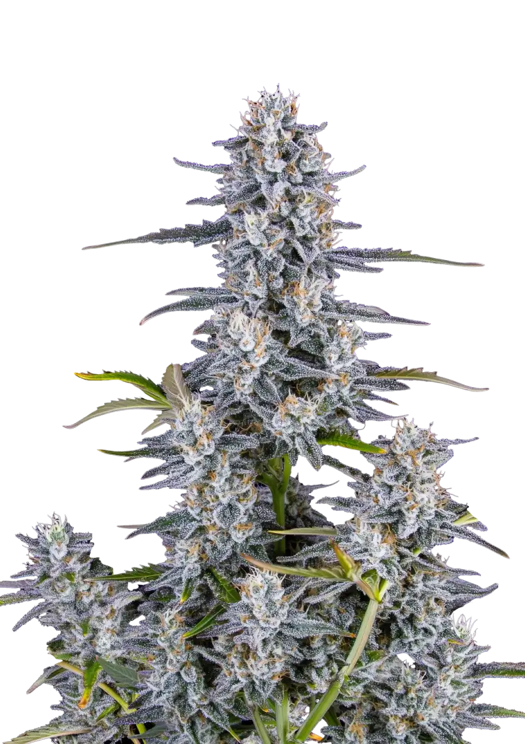 Super Boof Auto 5-Pack + 1 Gorilla Zkittlez Auto