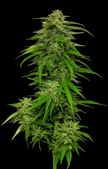 Mango Sherbert Auto (Mango Sherbert x Sour Apple Auto) 5-Pack