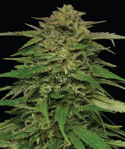 Mango Sherbert Auto (Mango Sherbert x Sour Apple Auto) 5-Pack