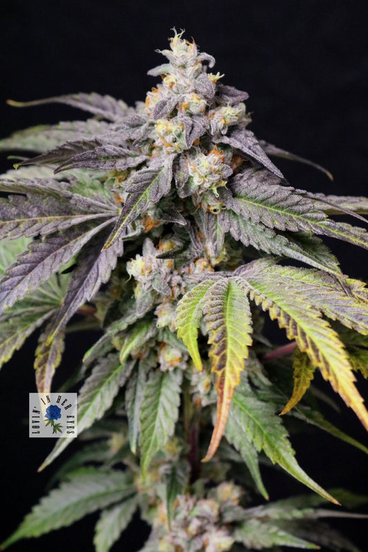 Medianoche (Kashmir Pine x Blueberry Rose) 5-Pack