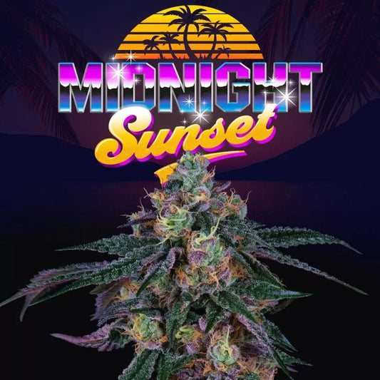 Midnight Sunset (Sunset Sherbert Bx1 x Jet A) 6 - Pack + 3 LH2P Freebies - Gas Station