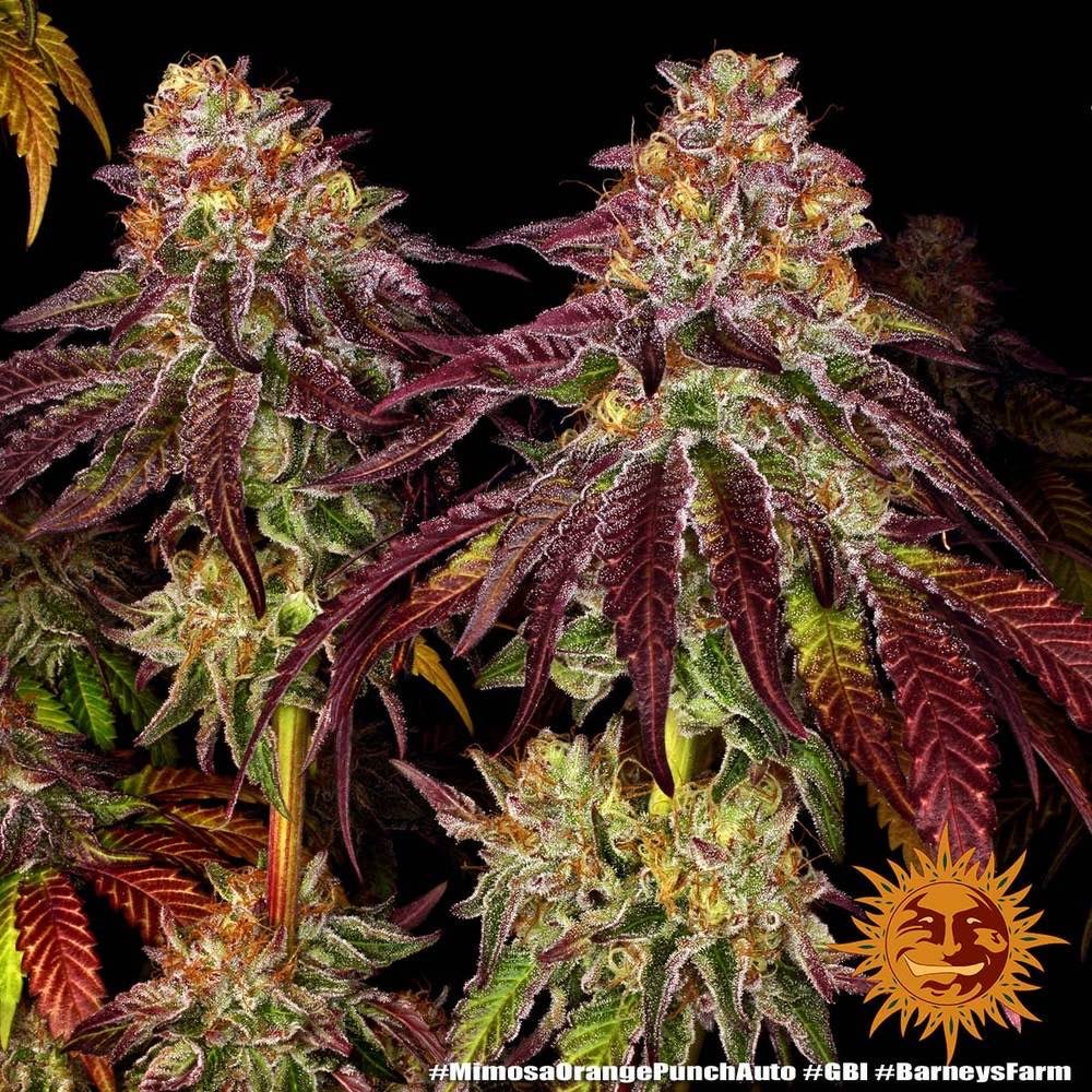 Mimosa x Orange Punch Auto - Gas Station