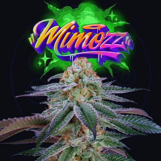 Mimozz (Mimosa x Peach Ozz) 6 - Pack + 3 LH2P Freebies - Gas Station