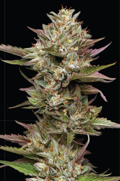 Moon Fog Fem (Moonfog x P. Face OG x High Octane) 5-Pack