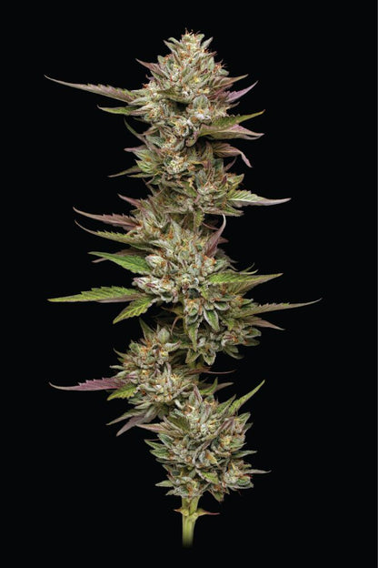 Moon Fog Fem (Moonfog x P. Face OG x High Octane) 5-Pack