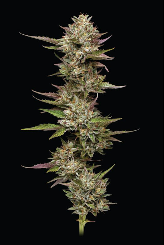 Moon Fog Fem (Moonfog x P. Face OG x High Octane) 5-Pack