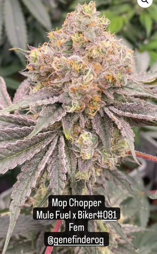 Mop Chopper 6 - Pack (MuleFuel x Biker081) - Gas Station