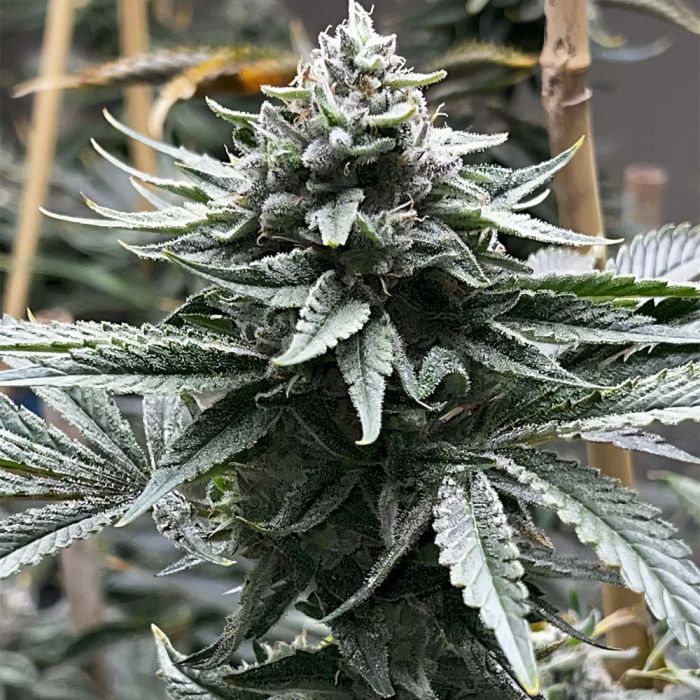 Collab Watermelon Watermelon Zaza S1 - Tiki Madman Collab 3 seeds – Gas Station