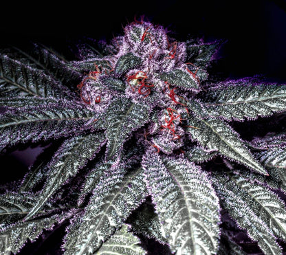 Mr. Big Runtz S1 (Original Runtz clone x Mr. Big Stuff Male Stud) 10+ feminized seeds - Gas Station