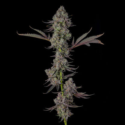 Mr Jones (OZK Bx2 x Eye Candy) 7 seeds