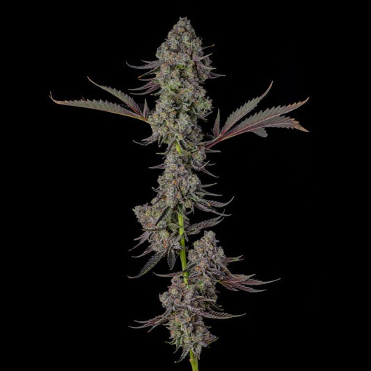 Mr Jones (OZK Bx2 x Eye Candy) 7 fem seeds