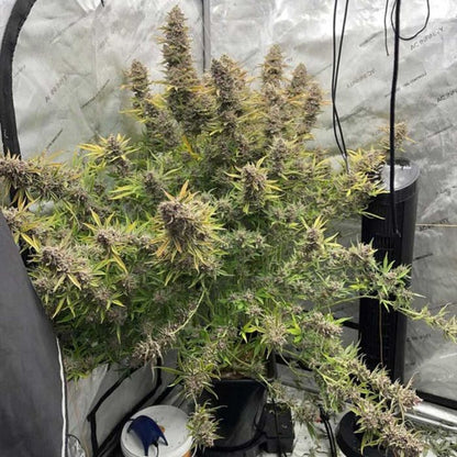 Purple Strawberry Popesicle Auto 3 seeds