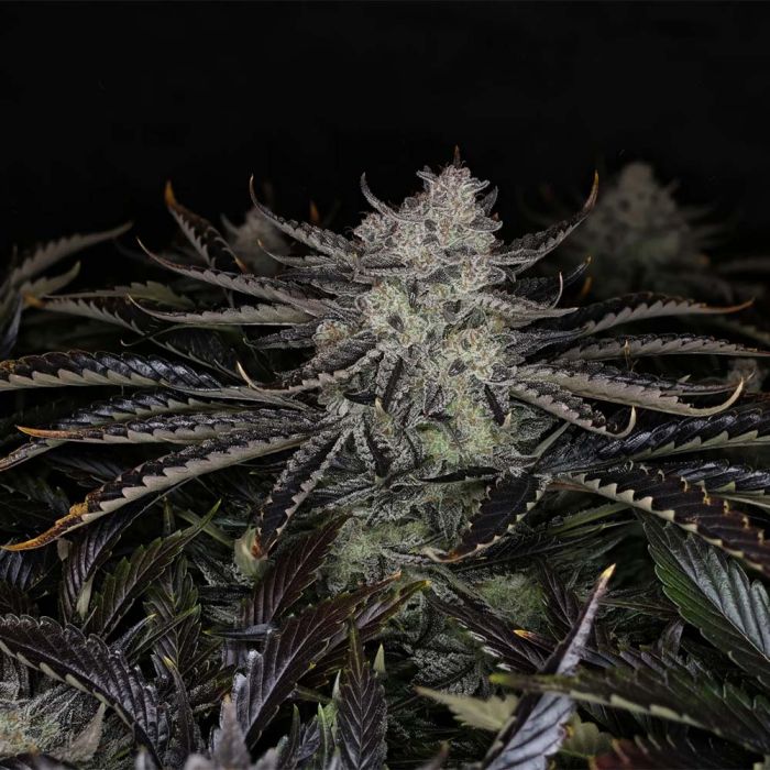 Chemmy Powers Auto 3 seeds