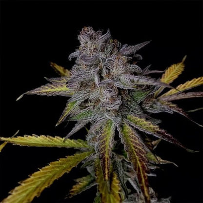 Purple Strawberry Popesicle Auto 3 seeds