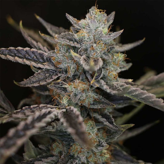 Strawberry Safari V2 Auto 3 seeds