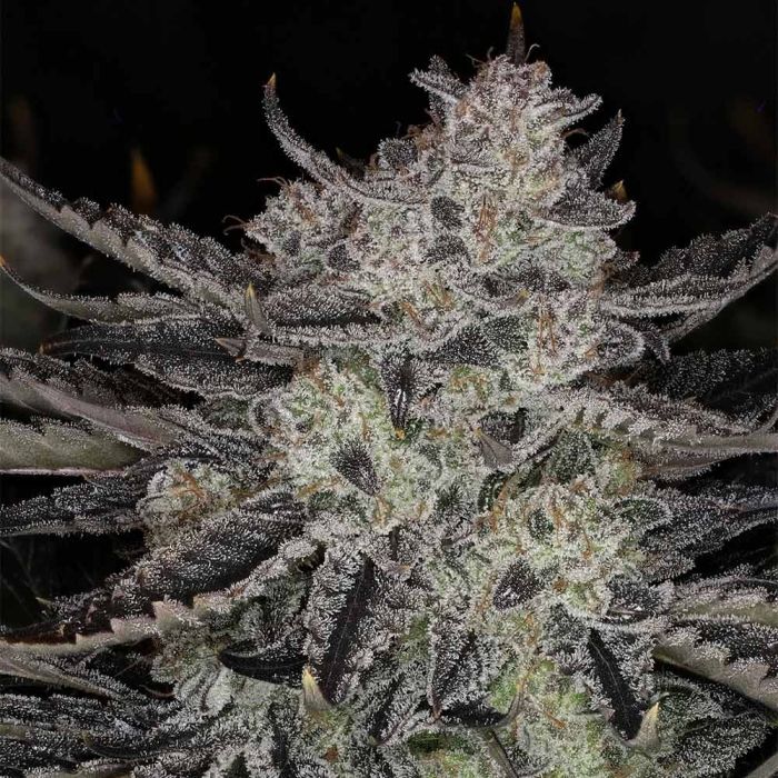 Chemmy Powers Auto 3 seeds