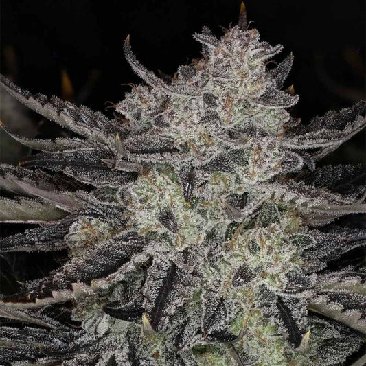 Chemmy Powers Auto 3 seeds