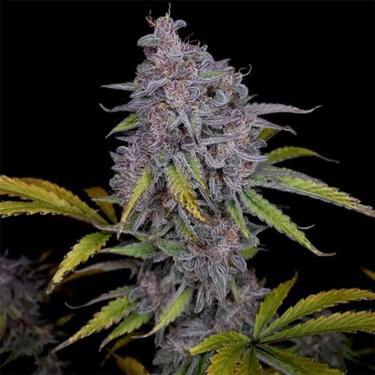 Purple Strawberry Popesicle Auto 3 seeds