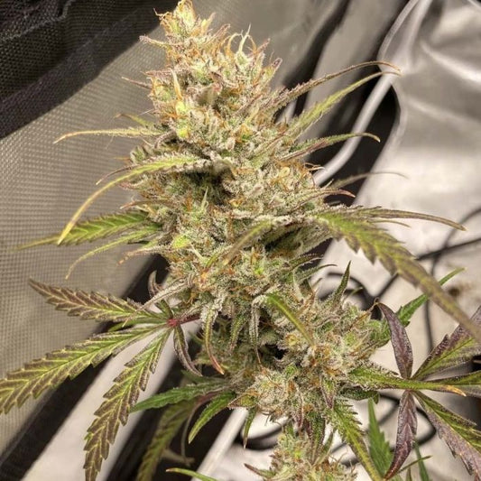 Space Station Gold Auto 3 seeds