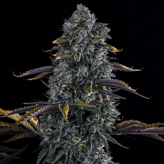 Northern Cheese Haze (Exodus Cheese x Northern Lights #5/Haze F2 (cutting) x Fantasmo Express F4) 3-Pack