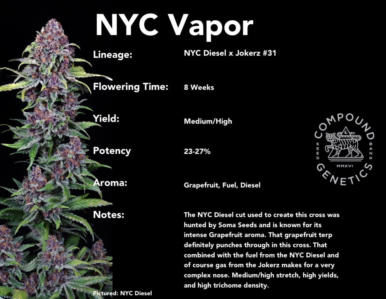 NYC Vapor (NYC Diesel x Jokerz #31) 7 - pack - Gas Station