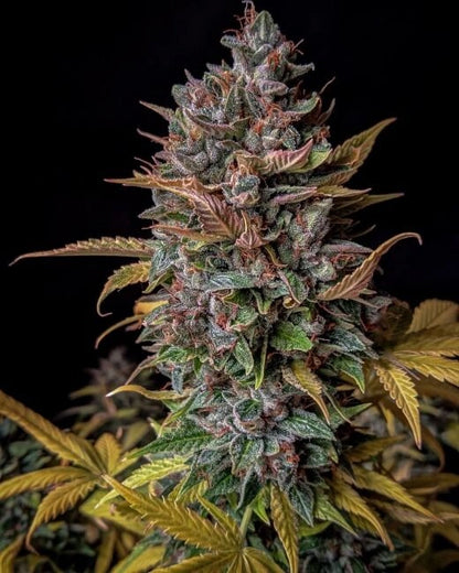 Orange Biscuits (FORUM STOMPER X ORANGE DIESEL) 3-Pack