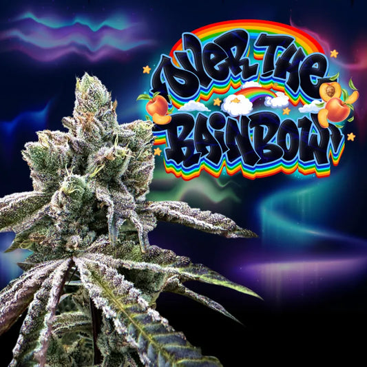 Over the Rainbow (Peach Ozz x Zaïzaï) Regular 12-Pack