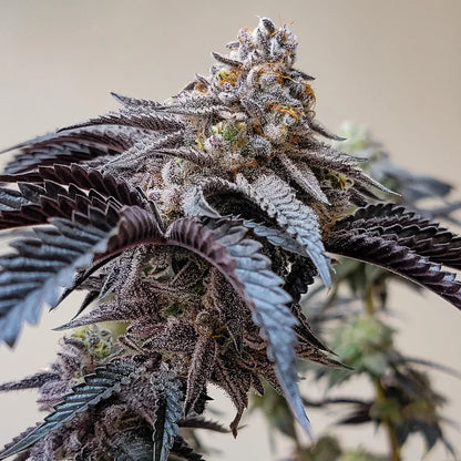 Pablo's Pineapple (Pablo's Revenge x Devil Driver) 6 seeds