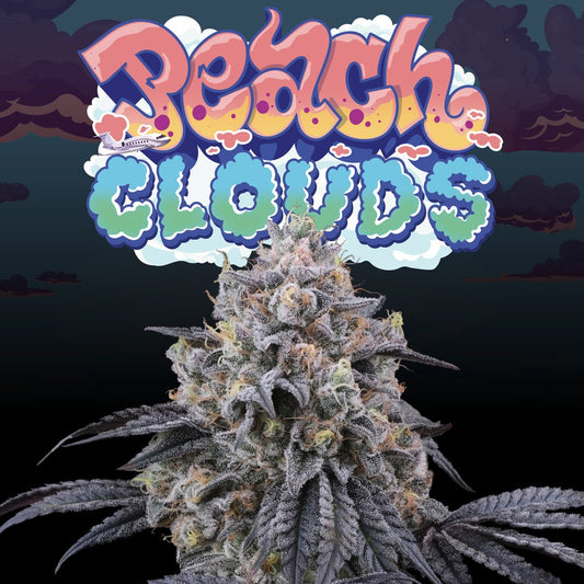 Peach Clouds (Kush Mints x Peach Ozz) 6 - Pack + 3 LH2P Freebies - Gas Station