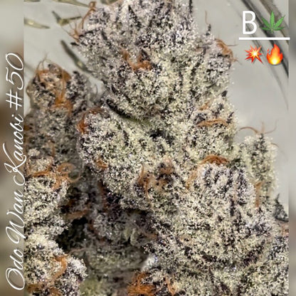 Odo Wan Kanobi #50 S1 fem seeds
