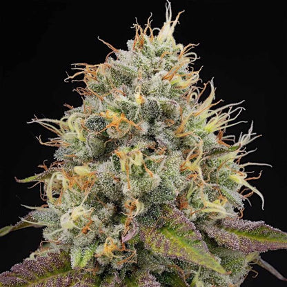 Pinata (Gelato #41 x Runtz) 7 seeds + 3 Zunami