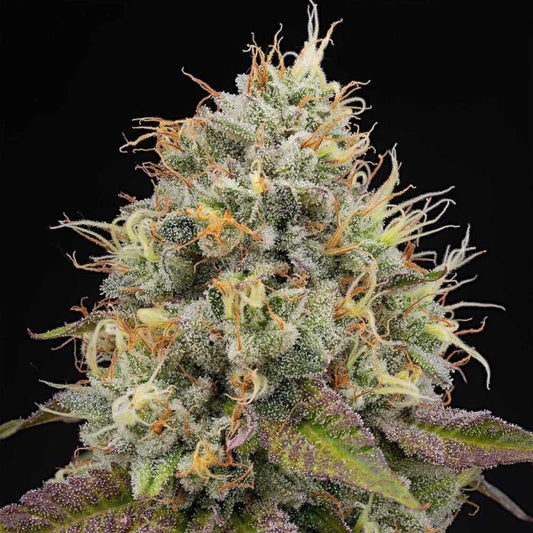 Pinata (Gelato #41 x Runtz) 7 seeds + 3 Zunami