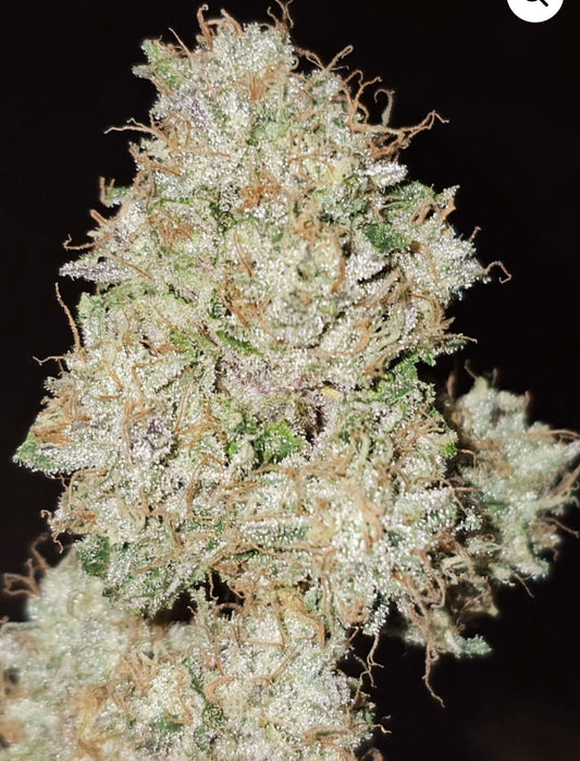 Pink Fritter 6 - Pack (Fritter Licker x Pink Runtz) - Gas Station