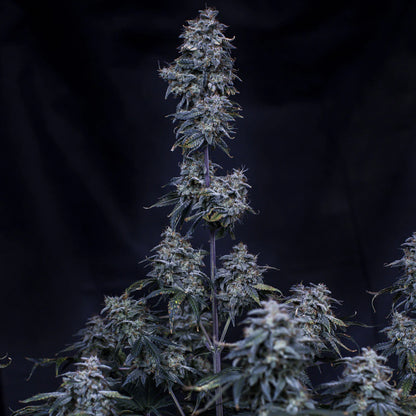 Pinot Noir Auto (Double Grape x Creme de la Chem) 3-Pack