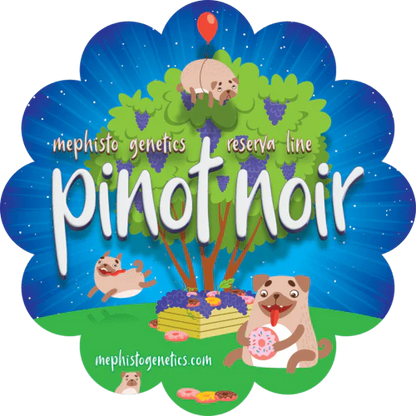Pinot Noir Auto (Double Grape x Creme de la Chem) 3-Pack