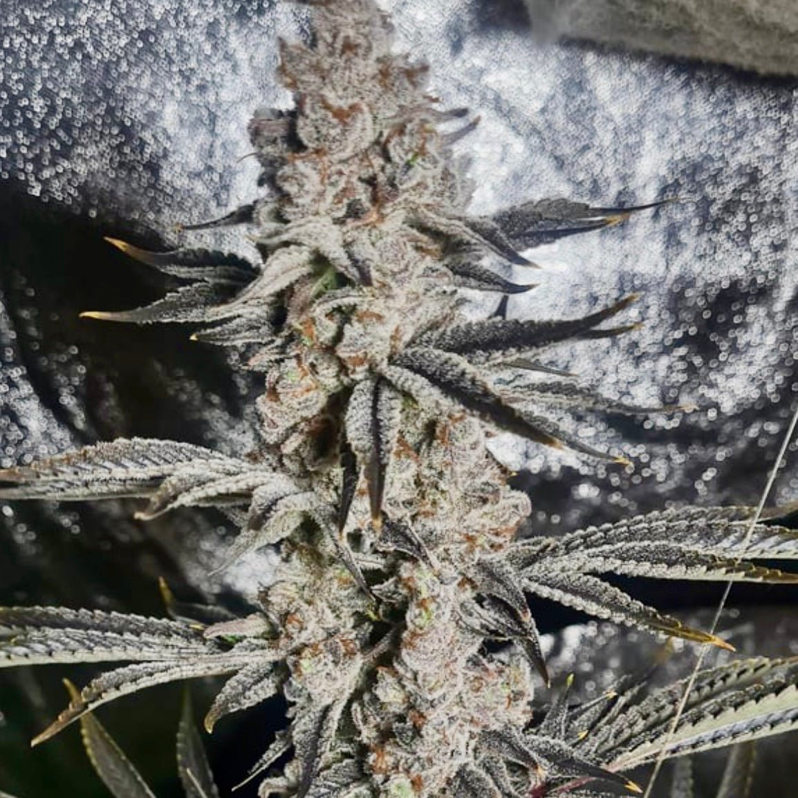 Platinum Kush Breath Remix (Platinum x OGKB V2.1) 6 - Pack - Gas Station