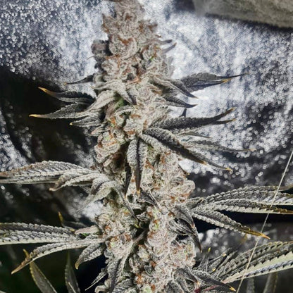 Platinum Kush Breath Remix (Platinum x OGKB V2.1) 6 - Pack - Gas Station