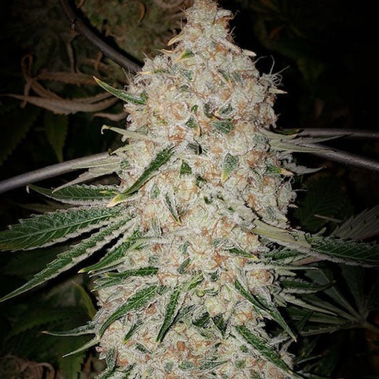 Pluto Cut Autoflower RF3 (Pluto Cut of Quattro Kush x OG Kush Auto) 6 - Pack - Gas Station