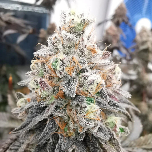 Polar Gelato (Bacio Gelato x Sunset Sherbet) 3 seeds | Sherbinskis