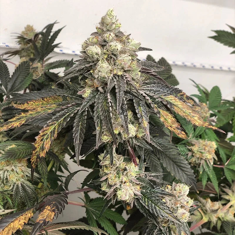 Polar Gelato (Bacio Gelato x Sunset Sherbet) 3 seeds | Sherbinskis