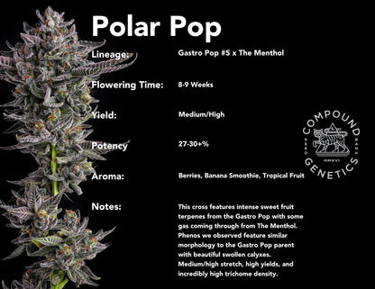 Polar Pop 7+1 - Gas Station