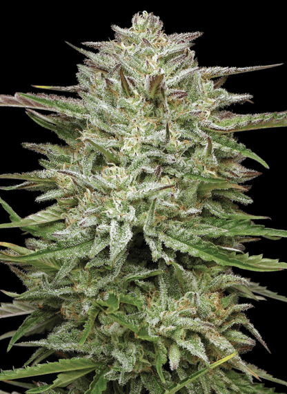 Pound Town Auto (Magic Melon Auto x Sour Apple Auto) 5-Pack
