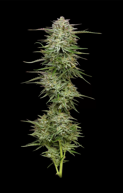 Pound Town Auto (Magic Melon Auto x Sour Apple Auto) 5-Pack