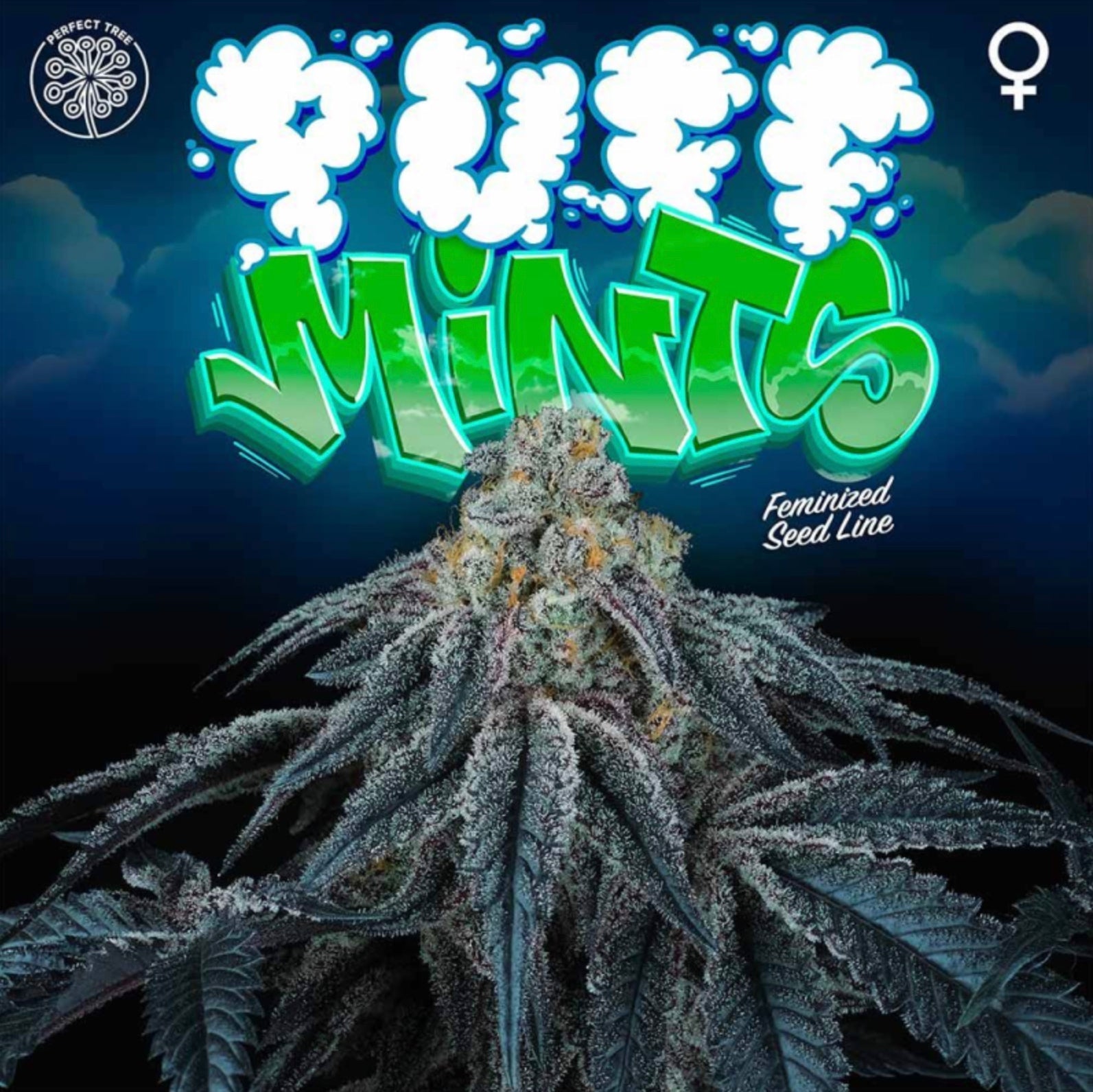 Puff Mints (Kush Mints x Jet A) 6 - Pack + 3 LH2P Freebies - Gas Station