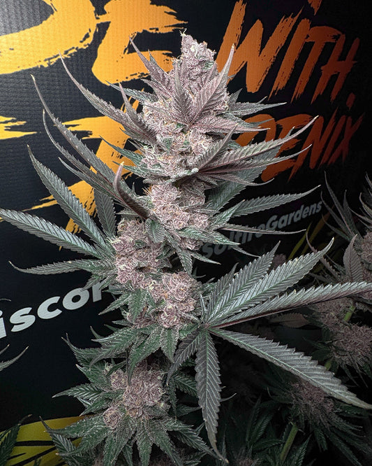 The Pulp Father (Don Mega x Sin n' Juice) 3 seeds