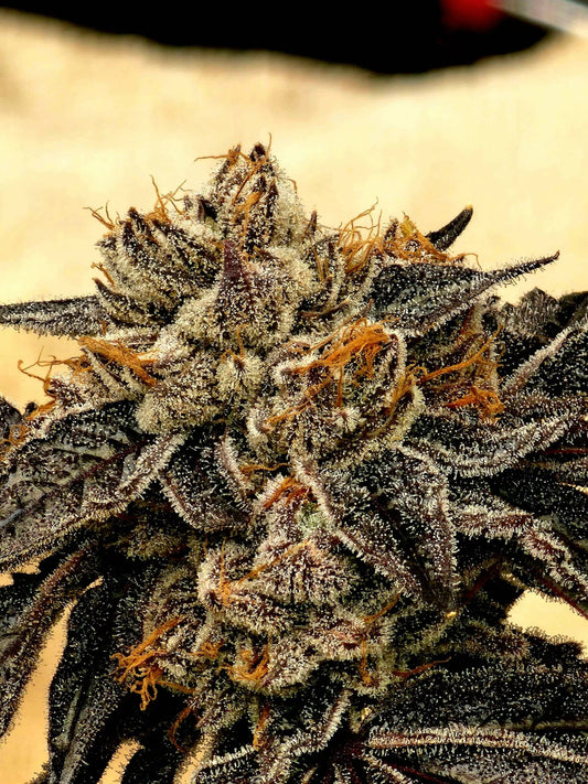 Purple Limeade (Chem D x Grand Daddy Purple x Limecai) 6 - Pack + 6 Freebies of Sour D x Zoda - Gas Station