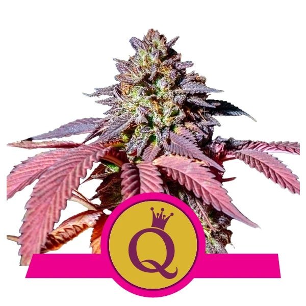 Purple Queen - Gas Station