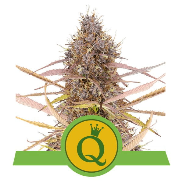 Purple Queen Auto - Gas Station