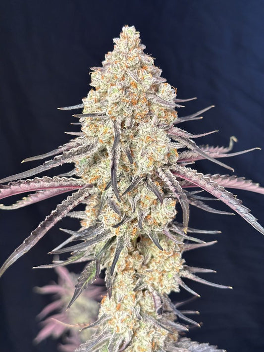 Purple Magnolia (Spanish Moon x Grape Diamonds) 5-Pack