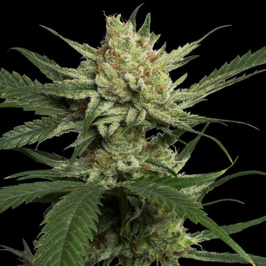 Strawberry Banana S1 5 seeds + 1 SSOG*